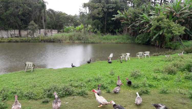 chácara-quatinga-mogi-das-cruzes-casa-sede-chalé-casinha-lago-pesca-salao-festas-jogos-quadra-gramado-igrejinha-piscina ( (42)