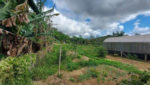 sitio-venda-biritiba-ussu-campo-futebol-lago-canil-piscina-casa-sede-churrasqueira-gramado-cercado (38)