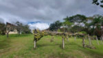 sitio-venda-biritiba-ussu-campo-futebol-lago-canil-piscina-casa-sede-churrasqueira-gramado-cercado (40)